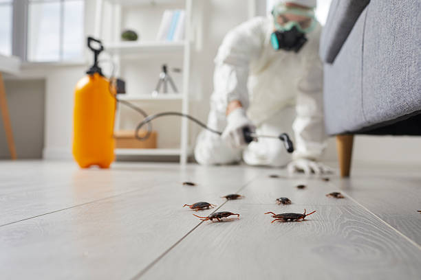 Trusted Mosquito Control service in Rockford, IL - Nex Pest Control